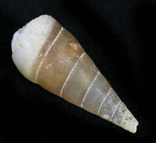 Agatized Fossil Gastropod From Morocco - #28229